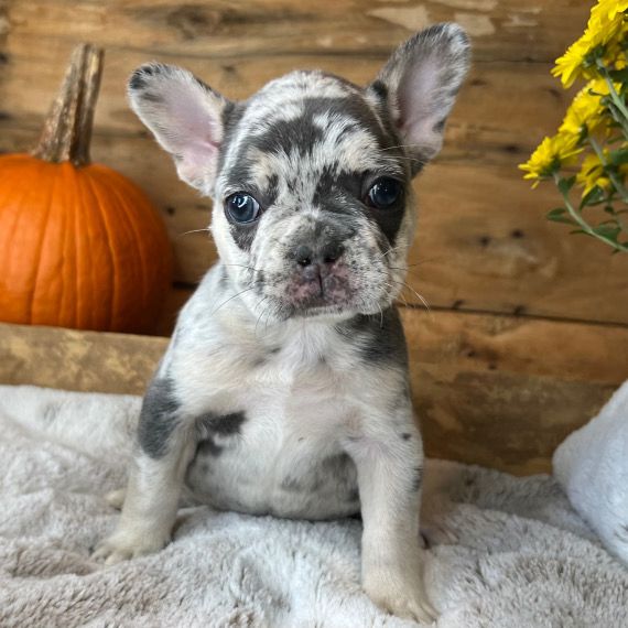 Lulu