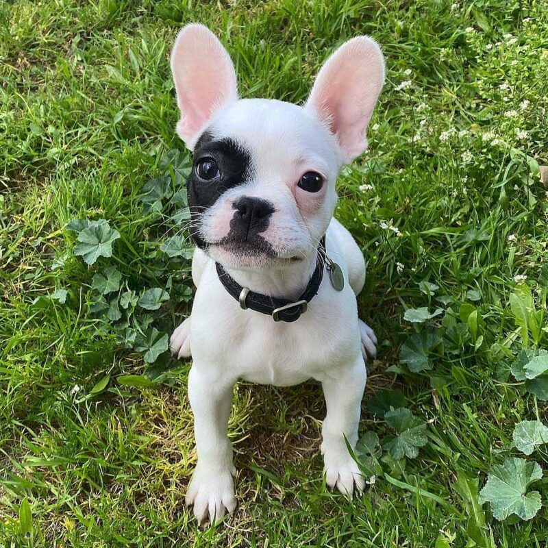 Truffle