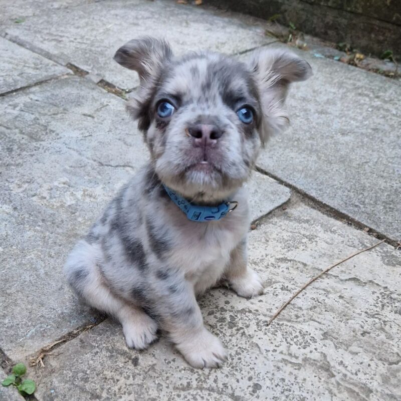 Gizmo